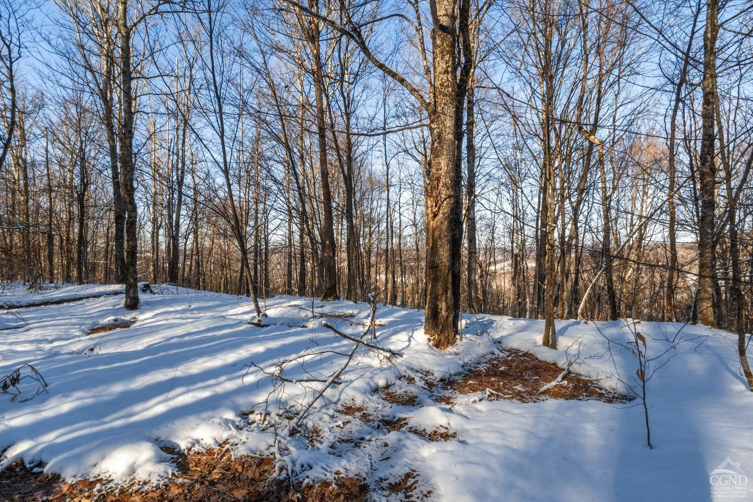 0 State Route 28 Andes, NY 13731 - Photo 28 of 34 a view of a yard with large trees