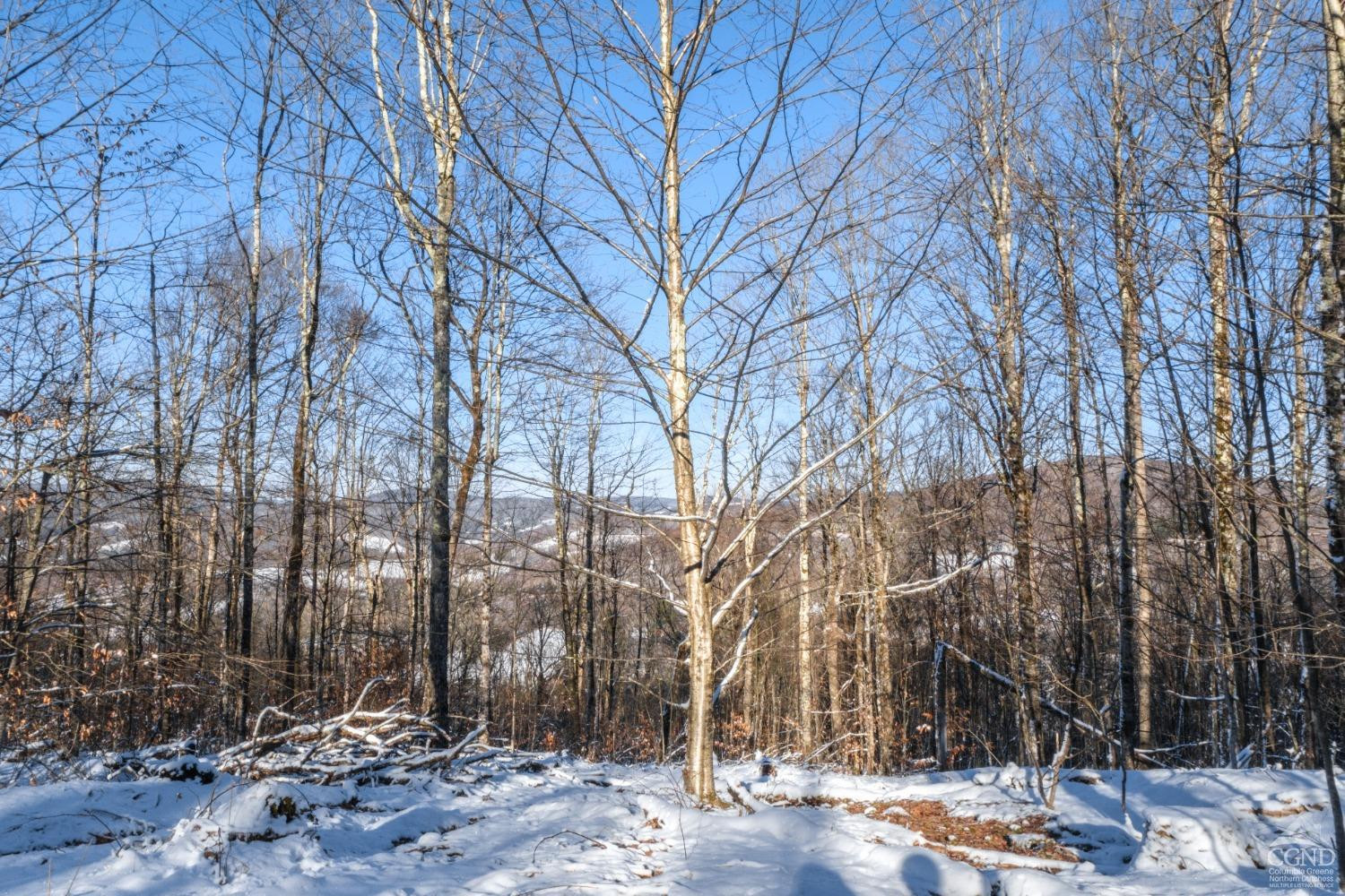 0 State Route 28 Andes, NY 13731 - Photo 29 of 34 a backyard of a house with lots of trees