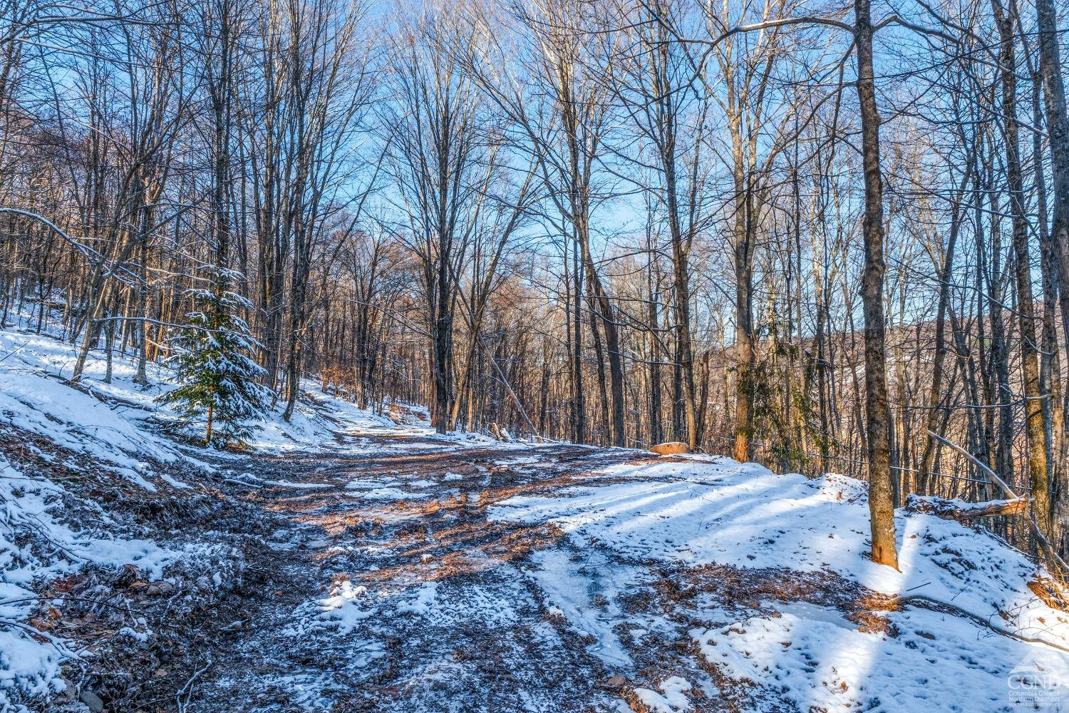 0 State Route 28 Andes, NY 13731 - Photo 7 of 34 a view of backyard with tree