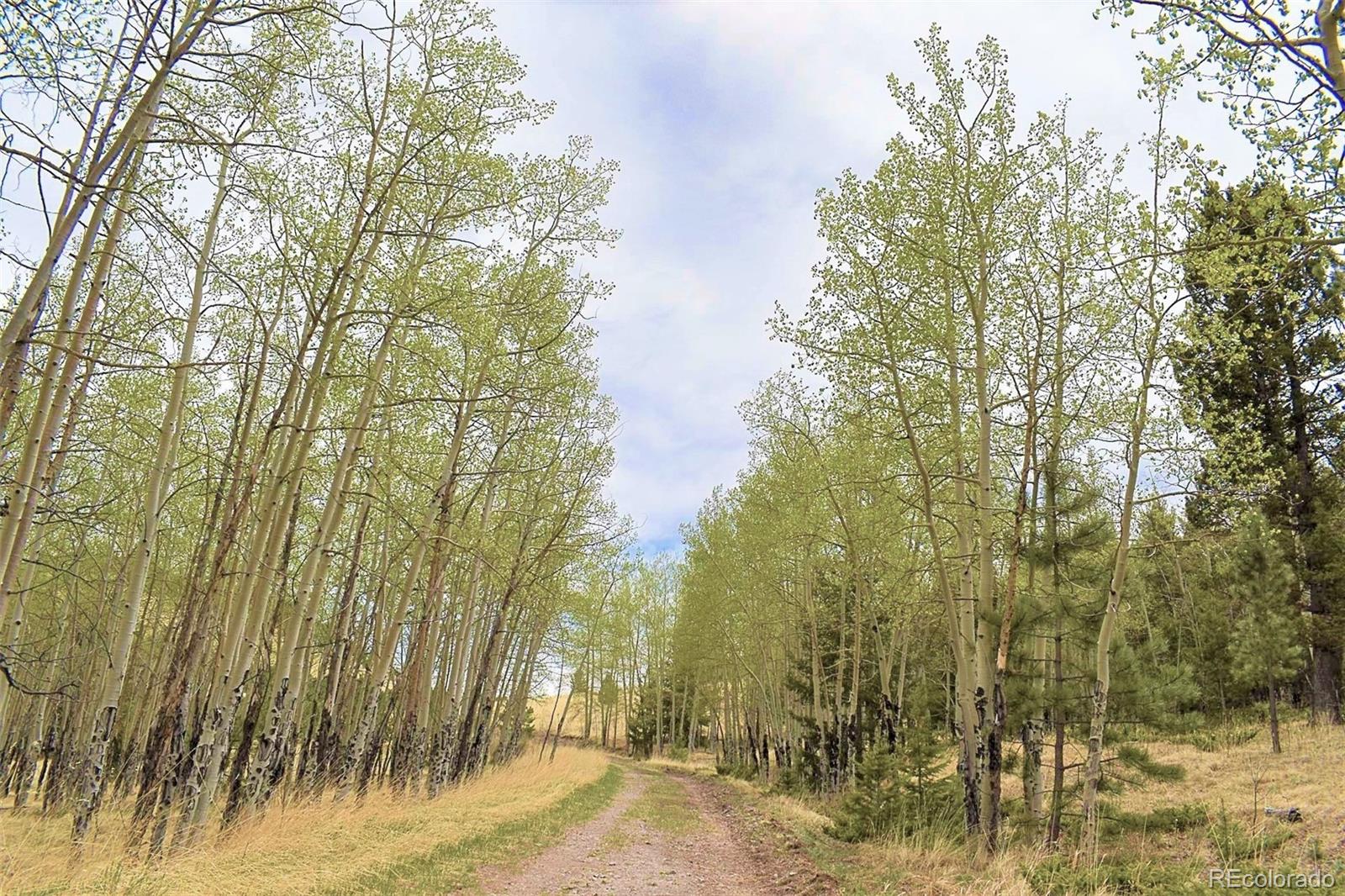 462-616 Cover Valley Road Guffey, CO 80820 - Photo 8 of 22 Gallery Image 8