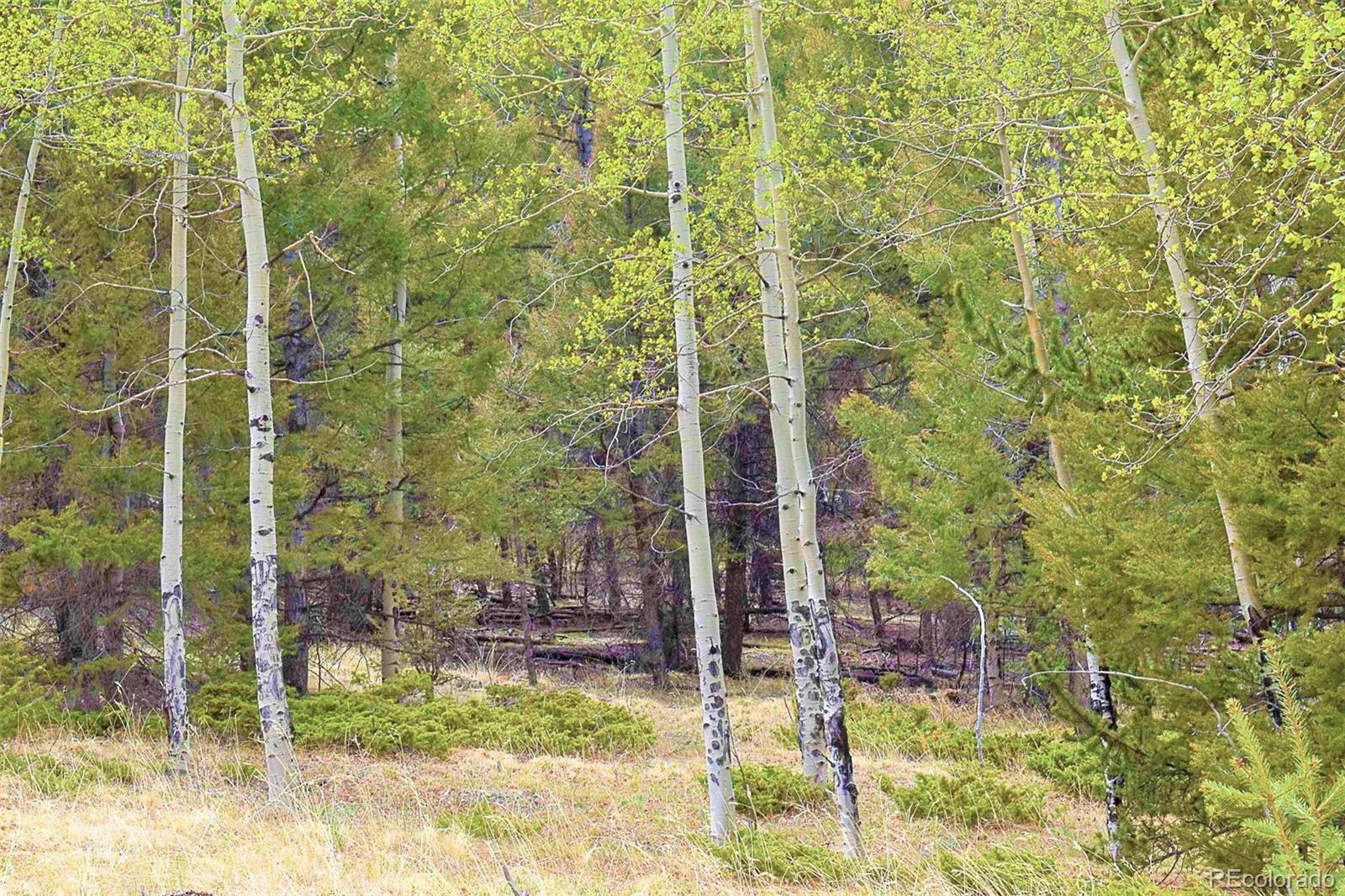 462-616 Cover Valley Road Guffey, CO 80820 - Photo 9 of 22 Gallery Image 9