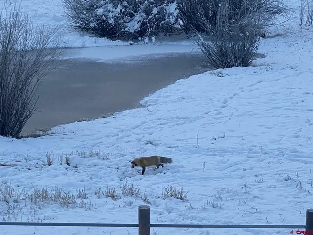 a view of a dry yard