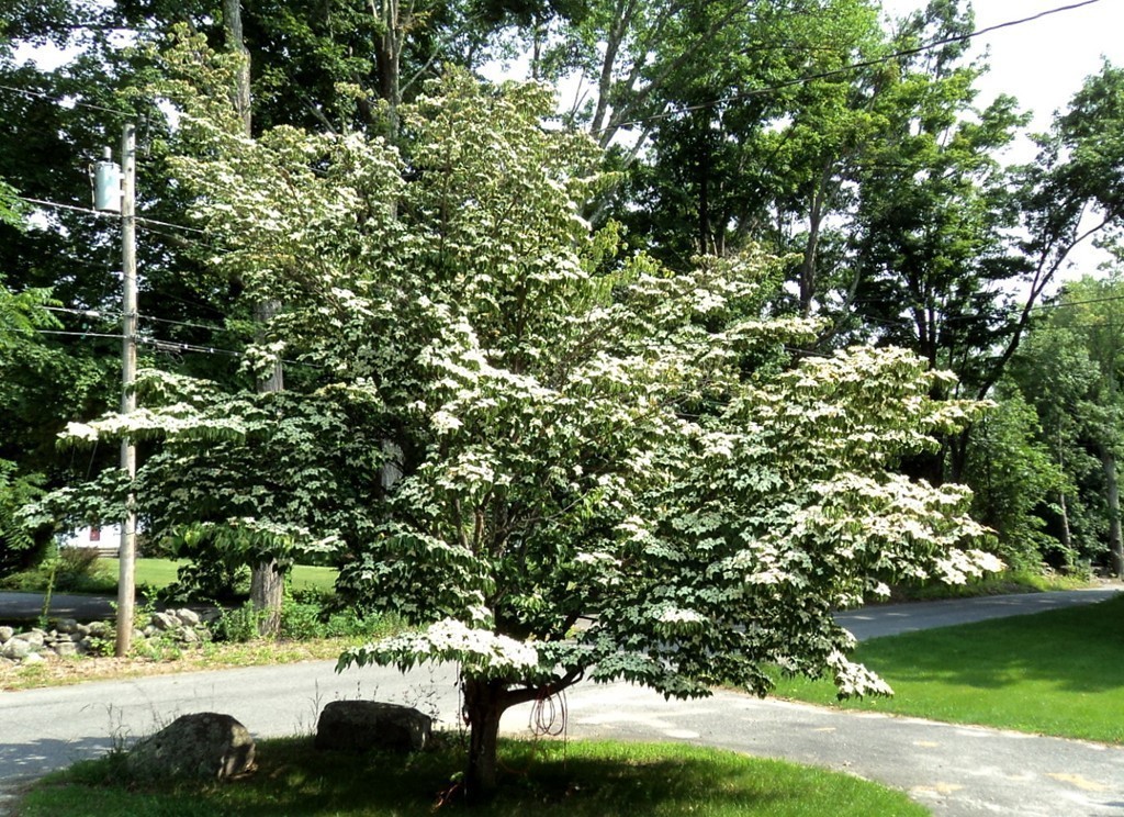 38 Wilder Road Sterling, MA 01564 - Photo 18 of 23