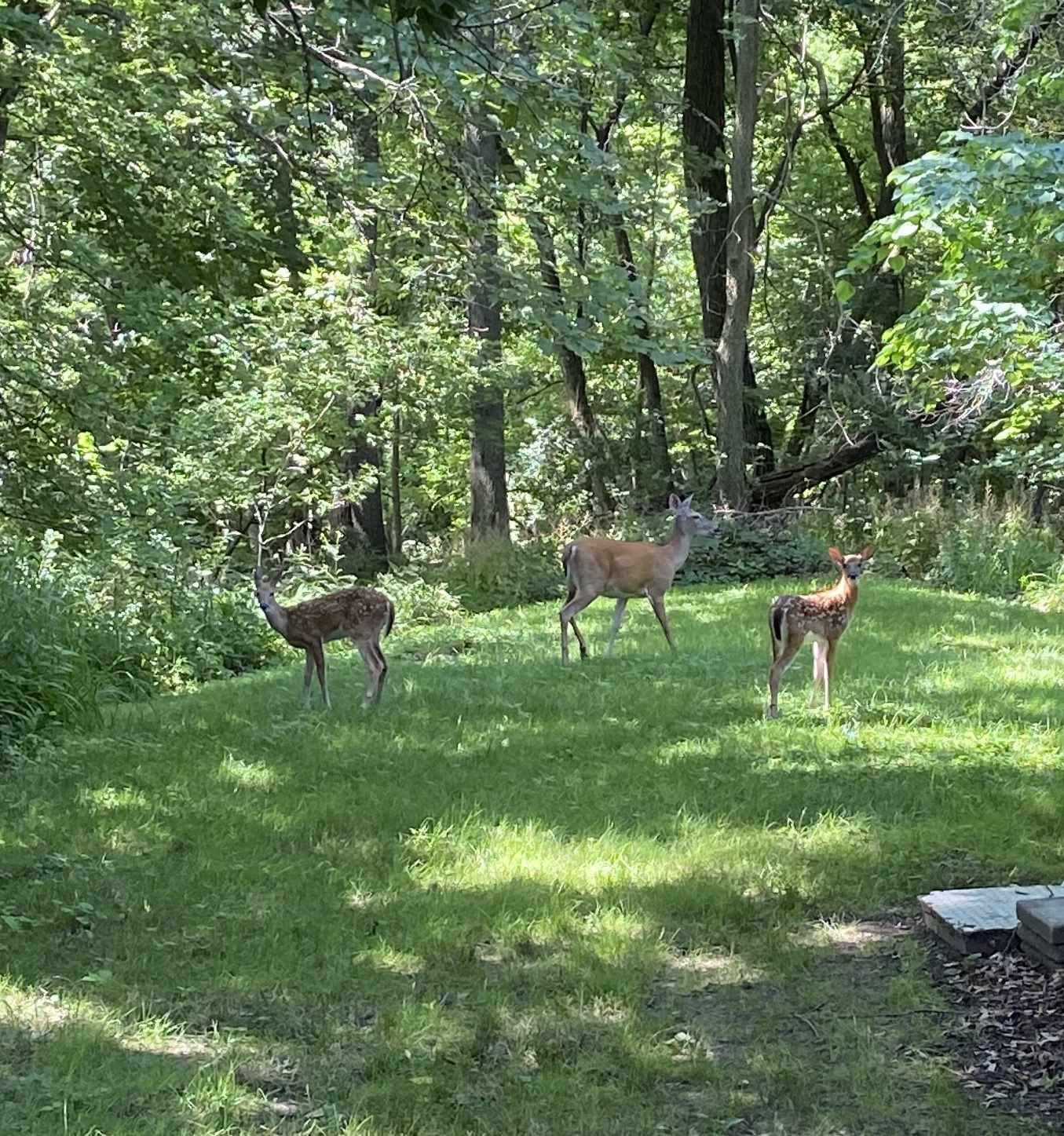 2647 Middle Road Davenport, IA 52803 - Photo 9 of 28 Gallery Image 9