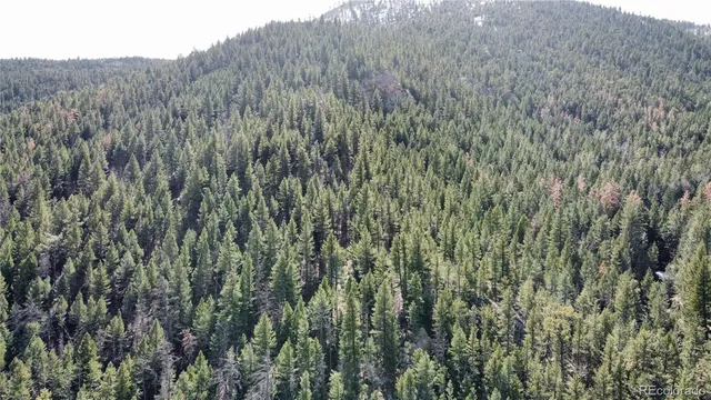 a view of a lush green forest with a tree