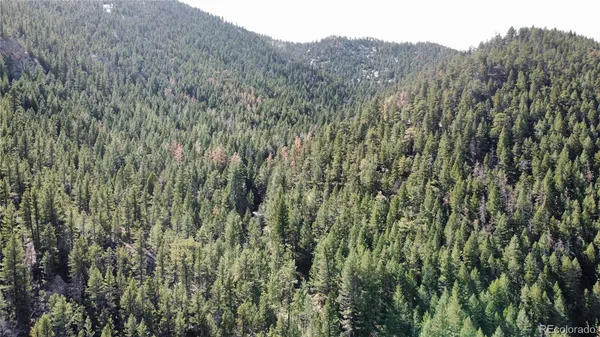 a view of a lush green forest