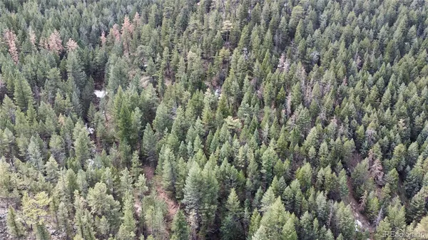 a view of a forest with a tree