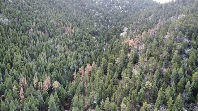 a view of a forest with a tree