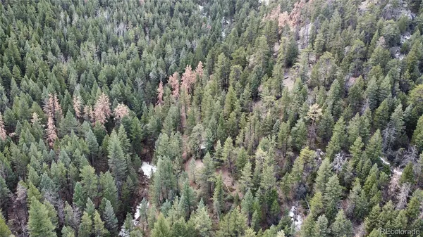 a view of a lush green forest with a tree