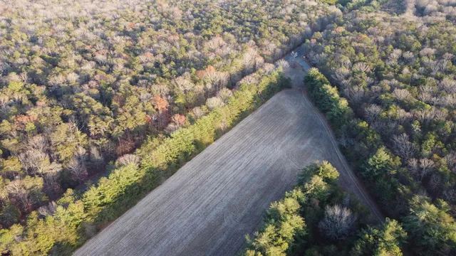 a view of a garden with plants