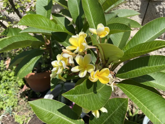 $910,000 | 1637 Paraiso Avenue, Spring Valley, CA 91977