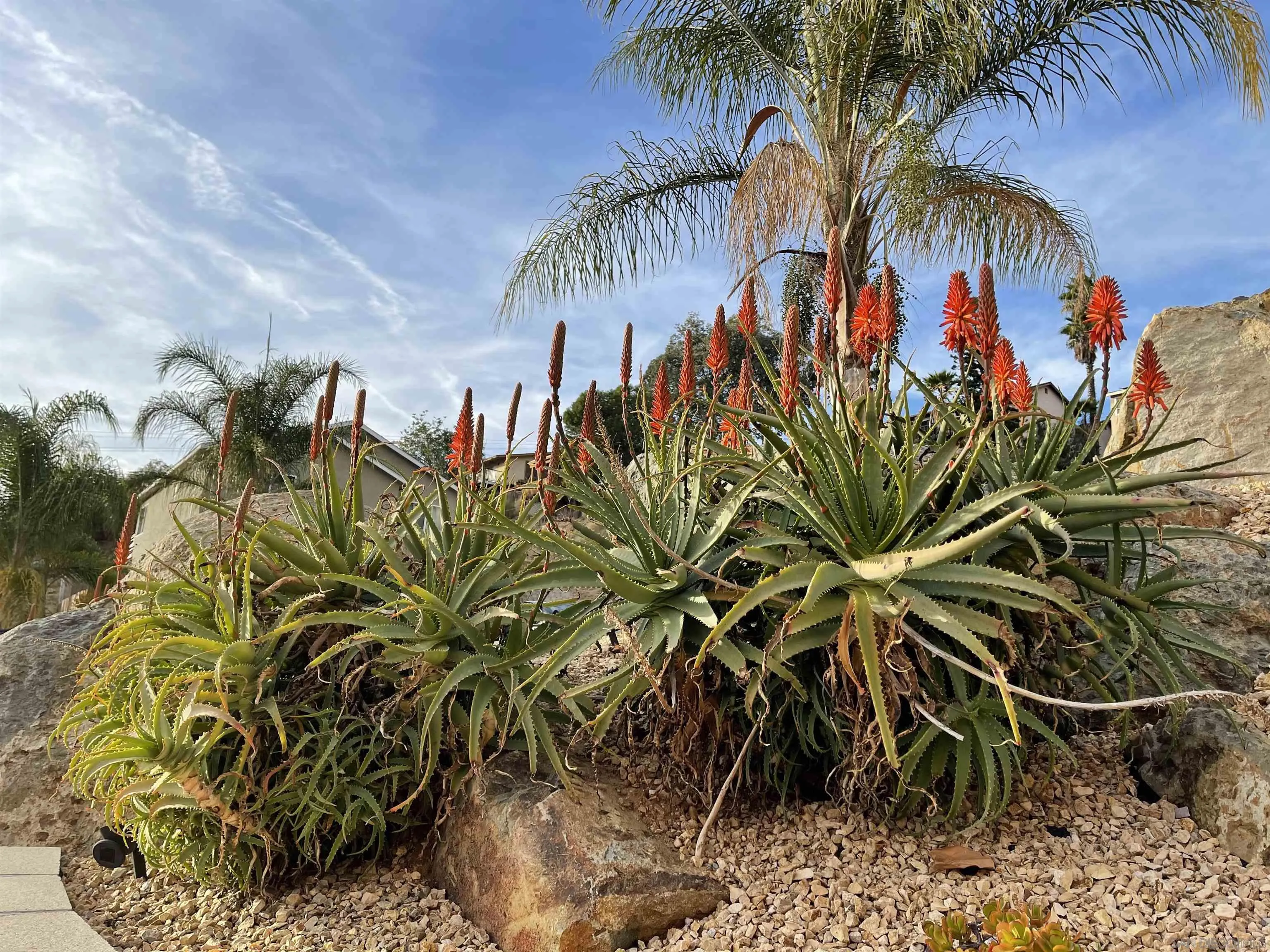 1637 Paraiso Avenue Spring Valley, CA 91977 - Photo 10 of 45 a view of a palm plant that is in front of a house