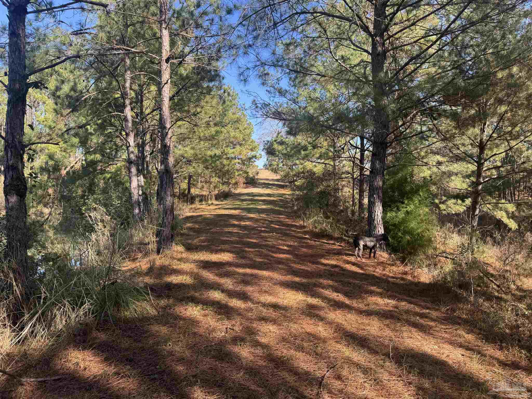 3 Oil Well Road Flomaton, AL 36441 - Photo 5 of 7