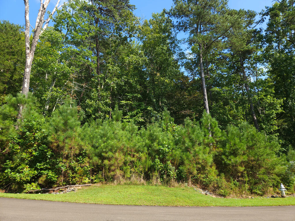 241 Carter Road, Unit 241 Ellijay, GA 30536 - Photo 10 of 19 Front of lot, Wooded property with mature trees and natural foliage