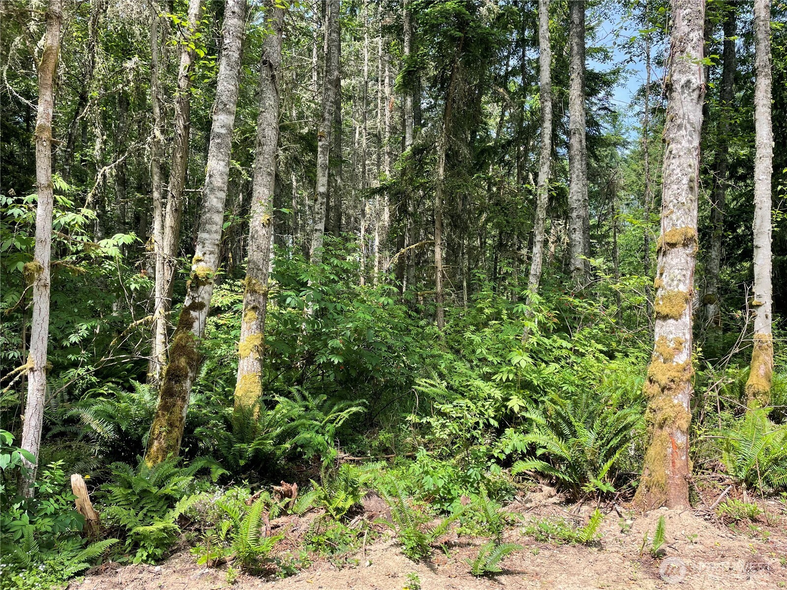 2 Louisa St Port Port Townsend, WA 98368 - Photo 6 of 12 a view of a garden with plants