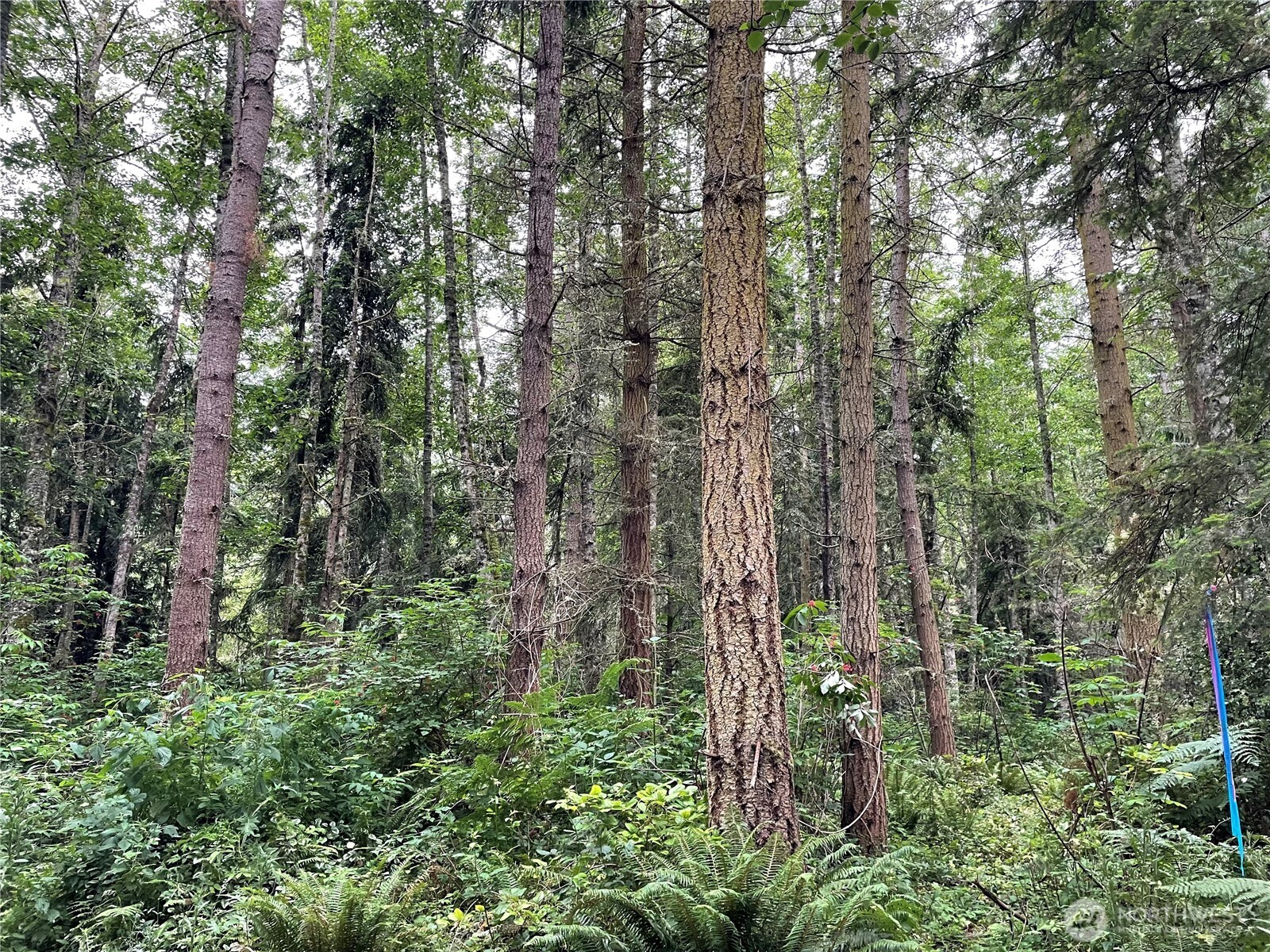 2 Louisa St Port Port Townsend, WA 98368 - Photo 10 of 12 a view of a forest with trees