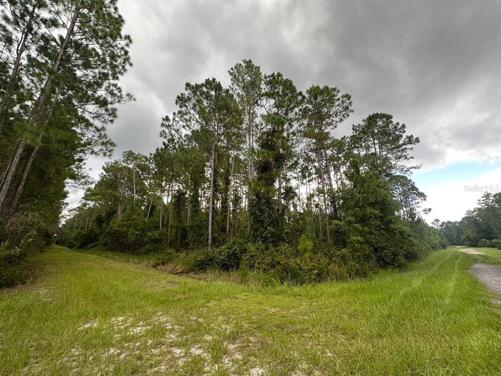 401 Dogwood Avenue Georgetown, FL 32139 - Photo 2 of 3 a view of a trees