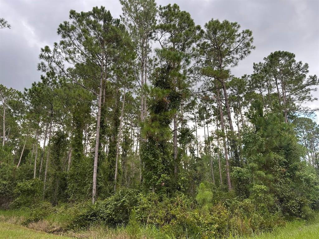 401 Dogwood Avenue Georgetown, FL 32139 - Photo 3 of 3 a view of forest