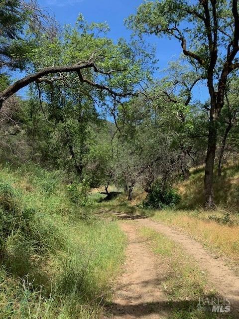 2100 Big Ridge Road Healdsburg, CA 95448 - Photo 12 of 20 a view of a yard with a tree