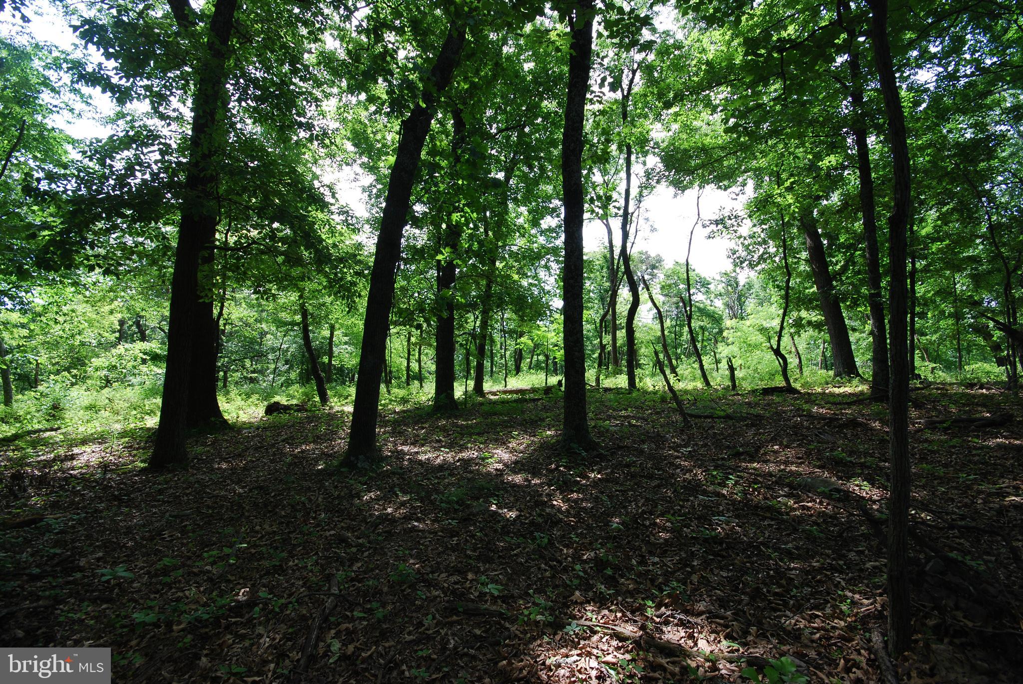 Lot 70-71 Mill Mountain Road Romney, WV 26757 - Photo 9 of 52