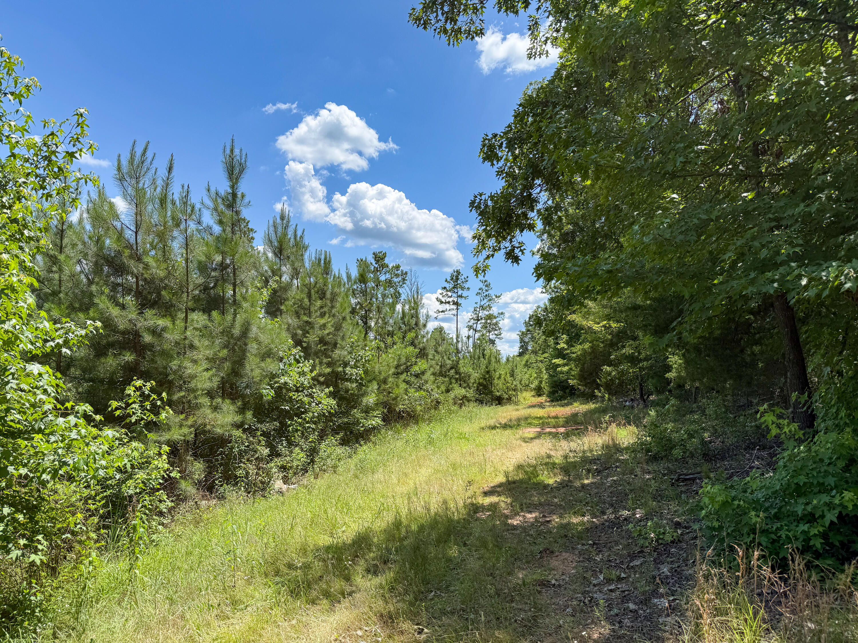 0 Cool Branch Road Carlisle, SC 29031 - Photo 5 of 14 Cool Branch Compass South Land Sales Sou