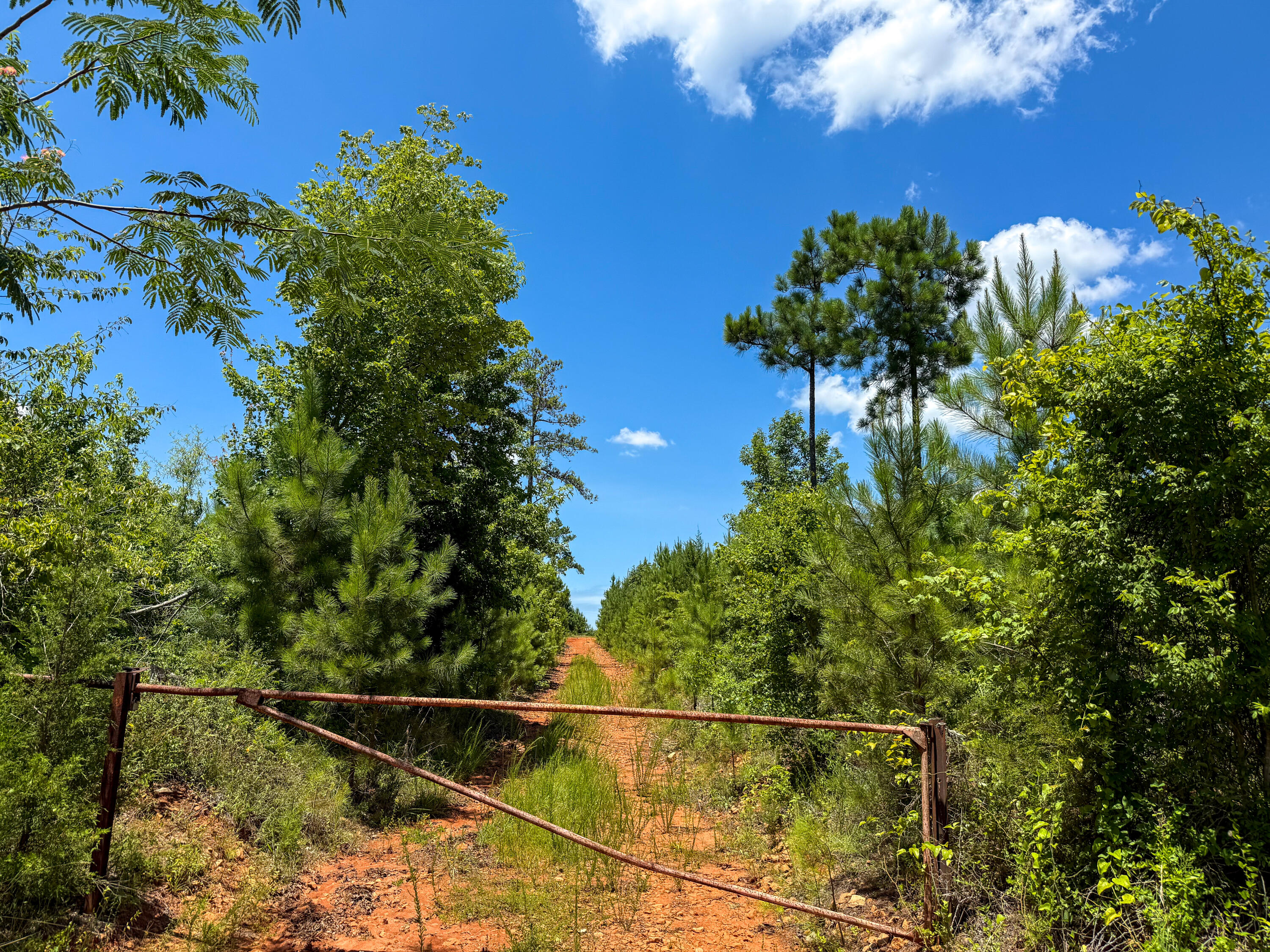 0 Cool Branch Road Carlisle, SC 29031 - Photo 7 of 14 Cool Branch Compass South Land Sales Sou