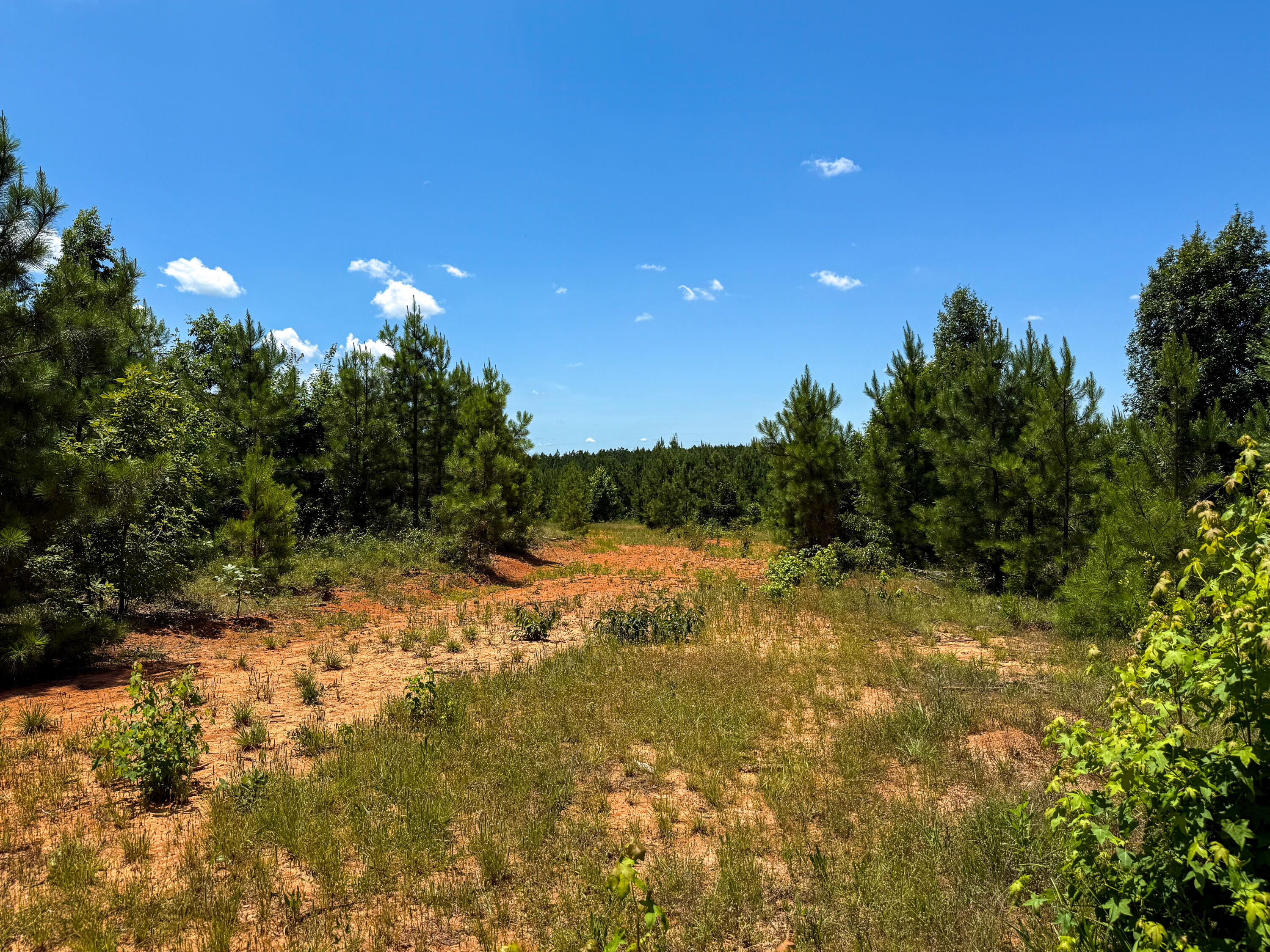 0 Cool Branch Road Carlisle, SC 29031 - Photo 8 of 14 Cool Branch Compass South Land Sales Sou