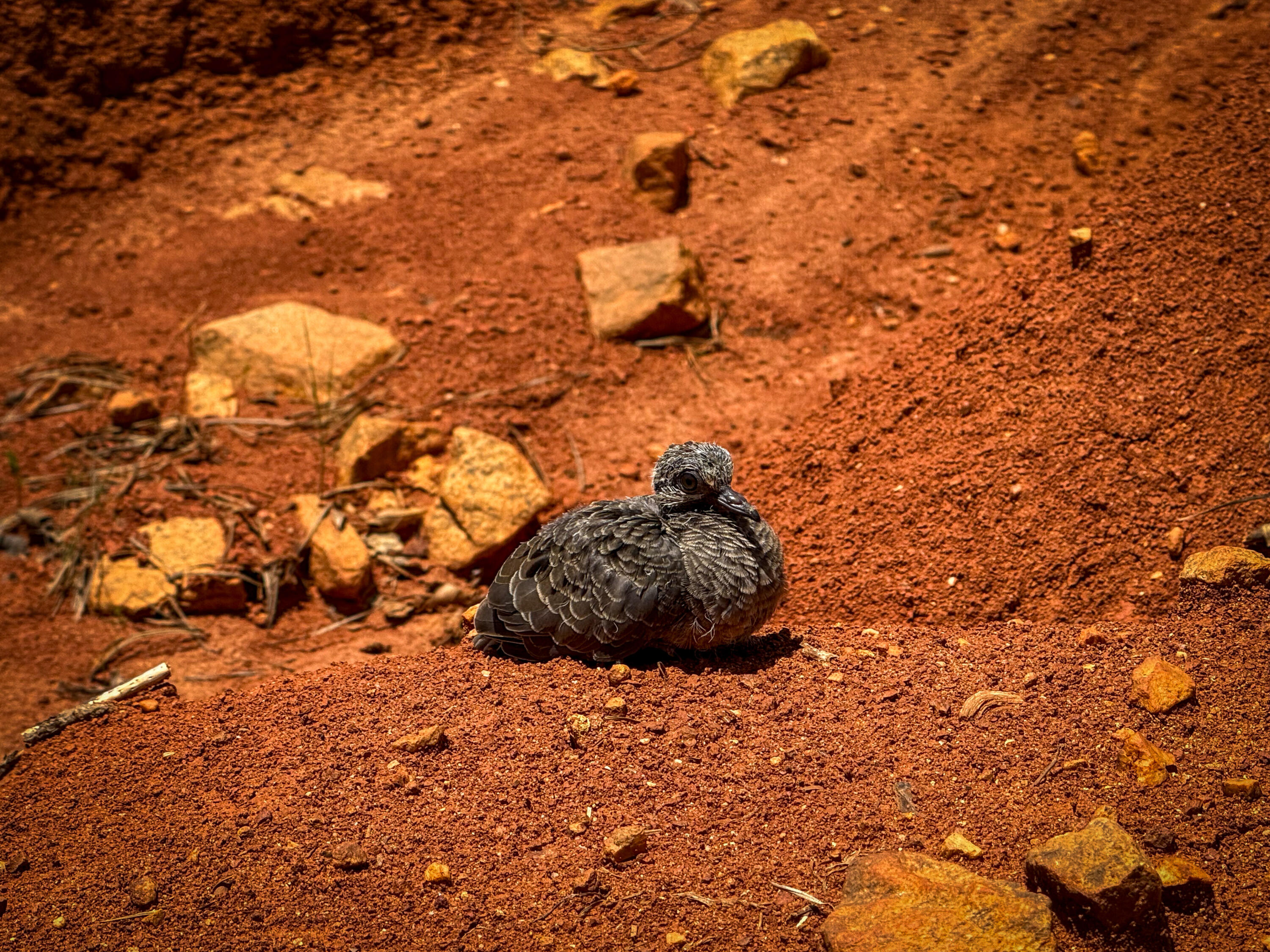0 Cool Branch Road Carlisle, SC 29031 - Photo 9 of 14 Cool Branch Compass South Land Sales Sou