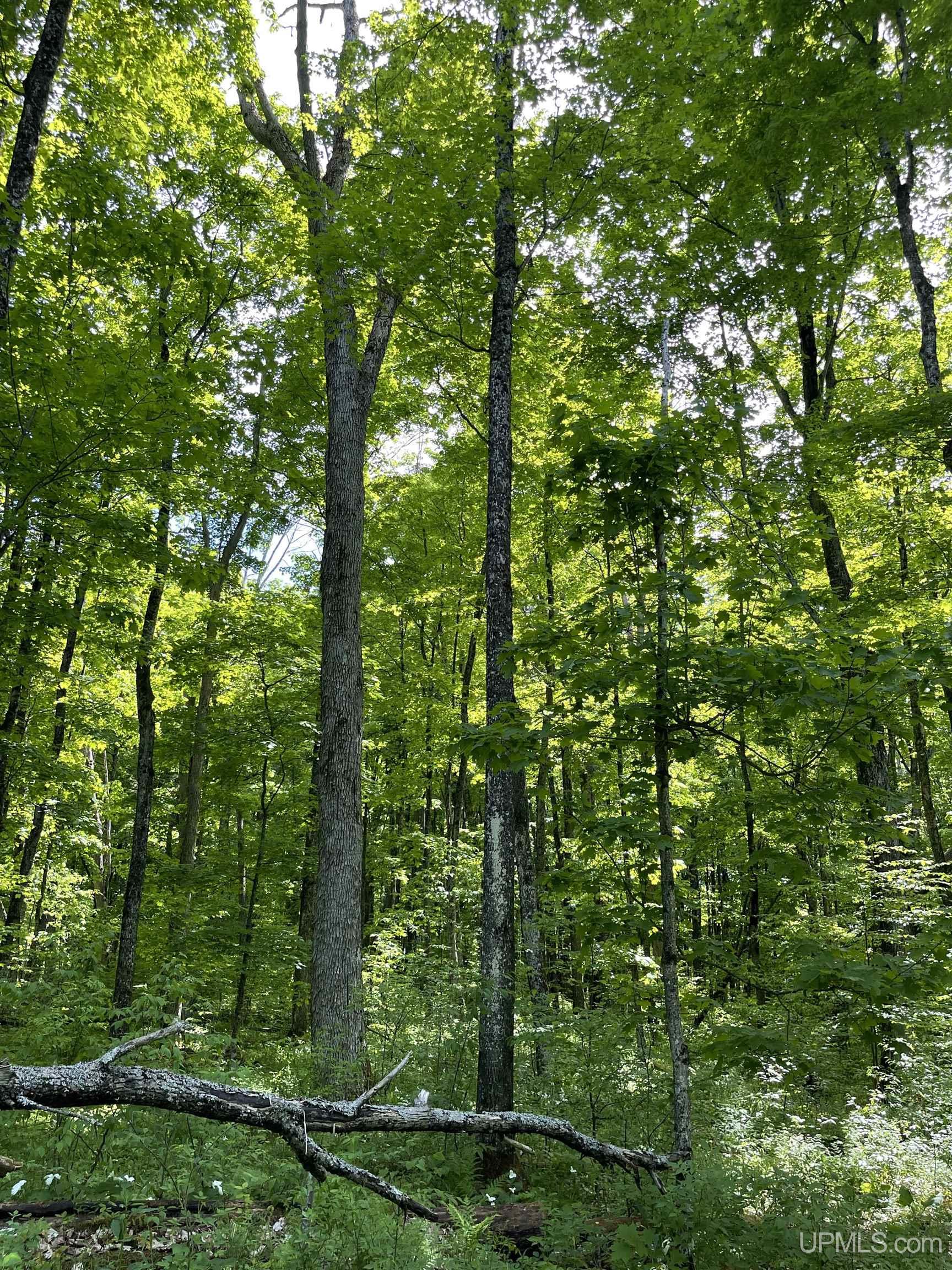 Tbd Tbd Banking Ground Road Germfask, MI 49836 - Photo 22 of 36