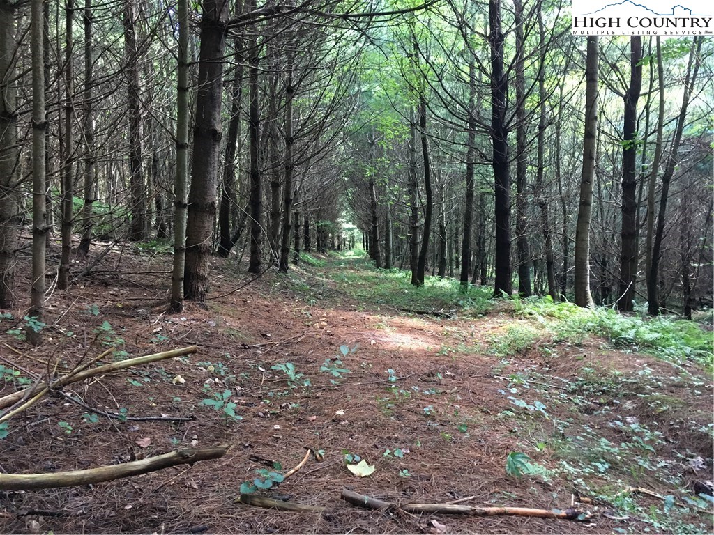 Irwin Grocery Road Laurel Springs, NC 28644 - Photo 15 of 15