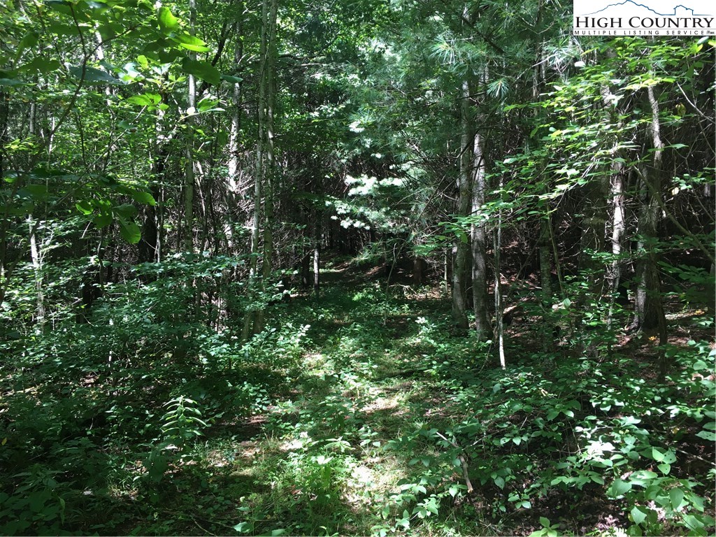 Irwin Grocery Road Laurel Springs, NC 28644 - Photo 2 of 15