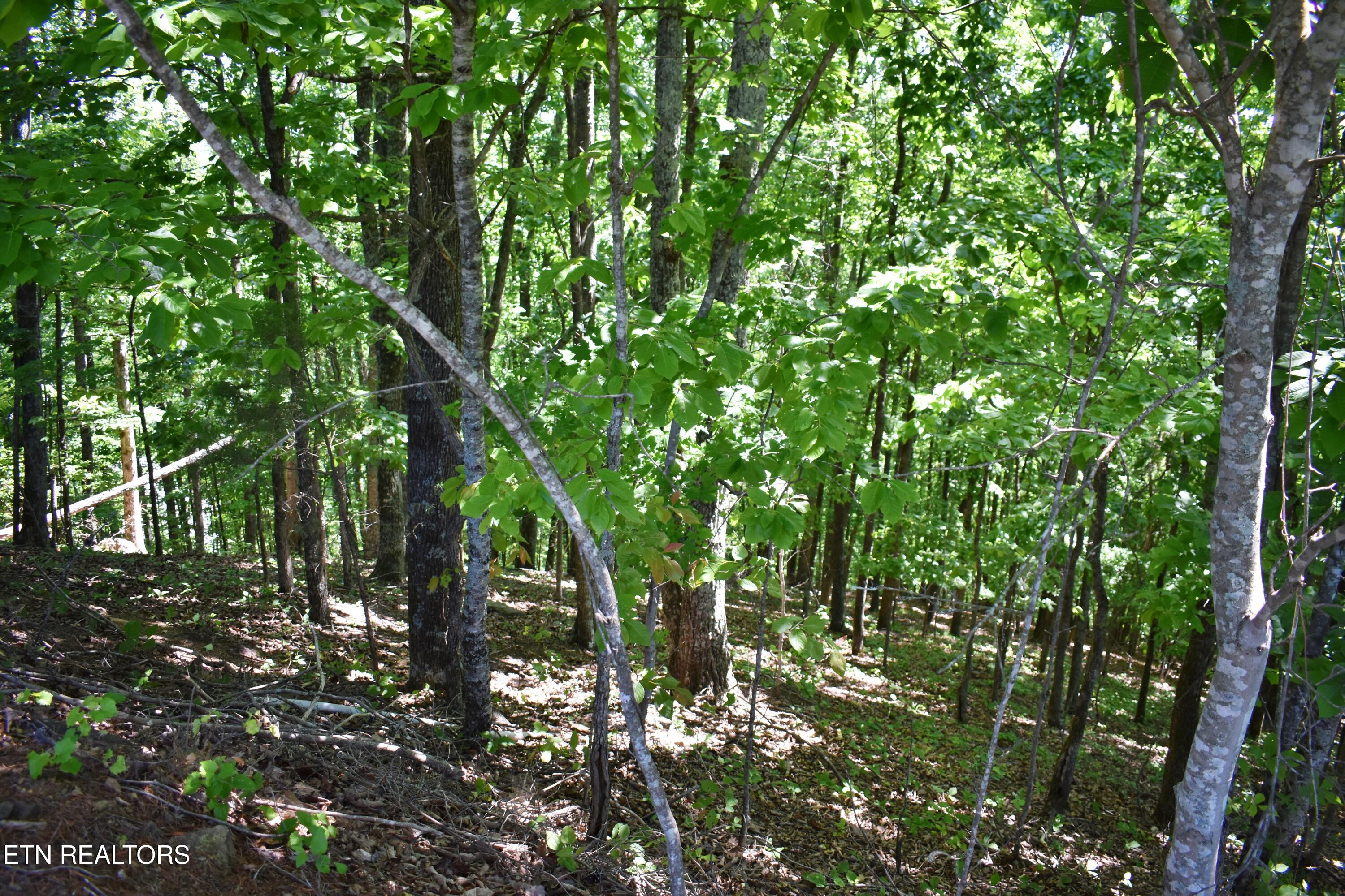 0 Flint Ridge Road Rockwood, TN 37854 - Photo 15 of 37 DSC_0646