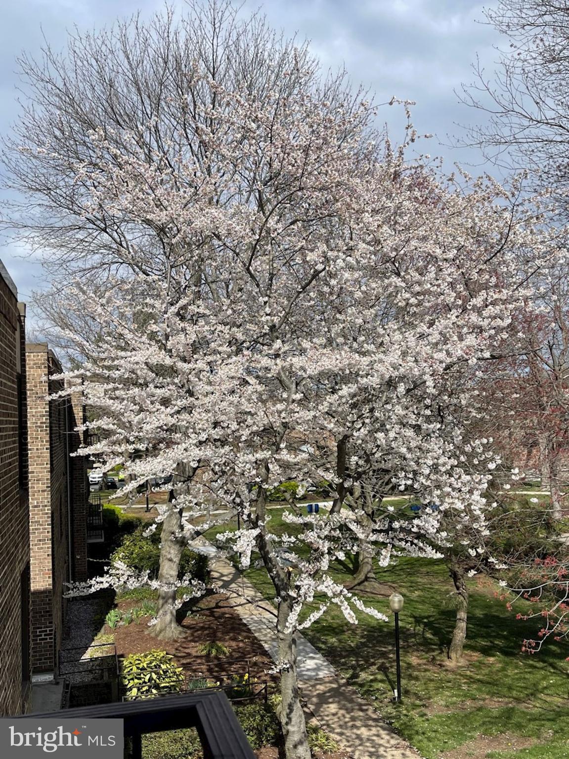 140 Georgetown Road, Unit 11 Annapolis, MD 21403 - Photo 36 of 42 Spring Blooms out the Window