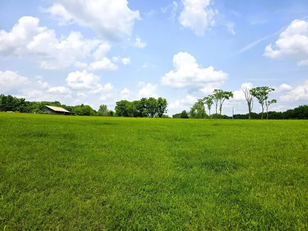 a view of a big yard with plants and large trees