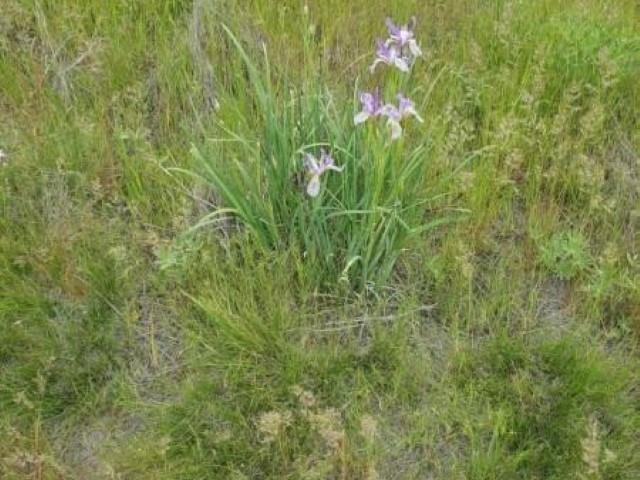 Tbd North Earl Road Davenport, WA 99122 - Photo 13 of 29 Gallery Image 13