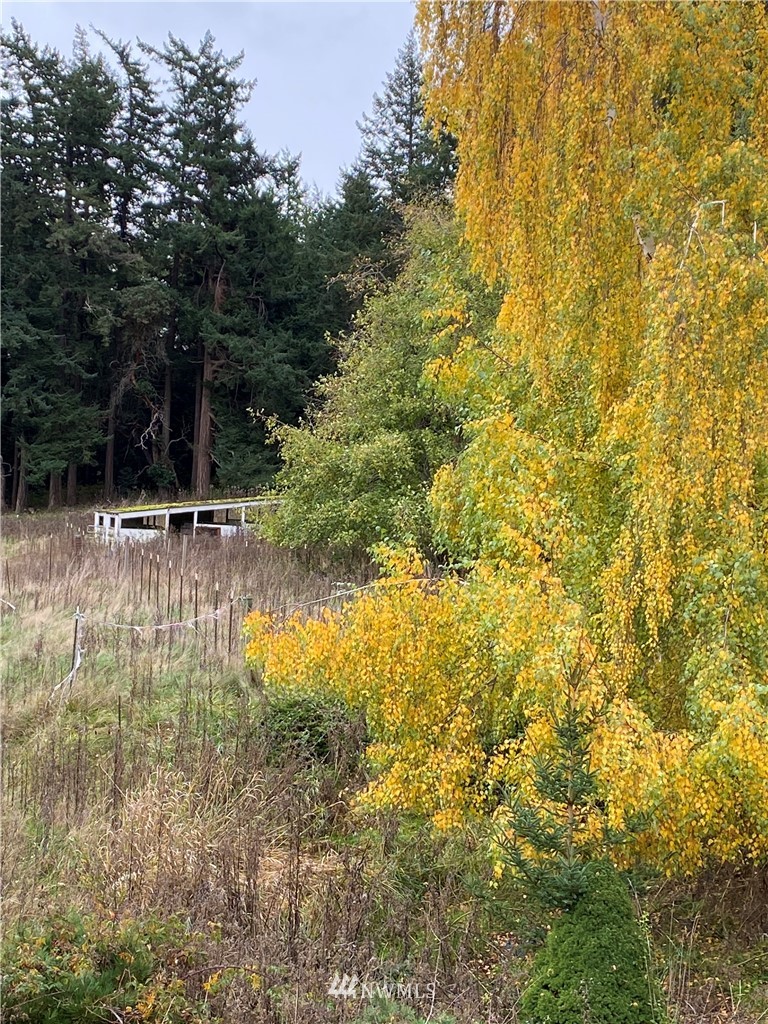 546 Glenwood Inn Road Orcas Island, WA 98245 - Photo 10 of 25 a backyard of a house with large trees
