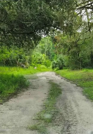 a view of a yard with plants and large trees