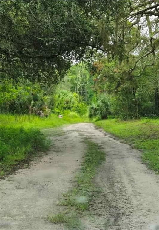 a view of a yard with plants and large trees