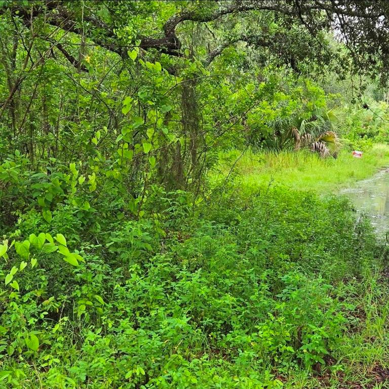 Ladd Avenue New Port Richey, FL 34654 - Photo 2 of 3 a view of a lush green forest