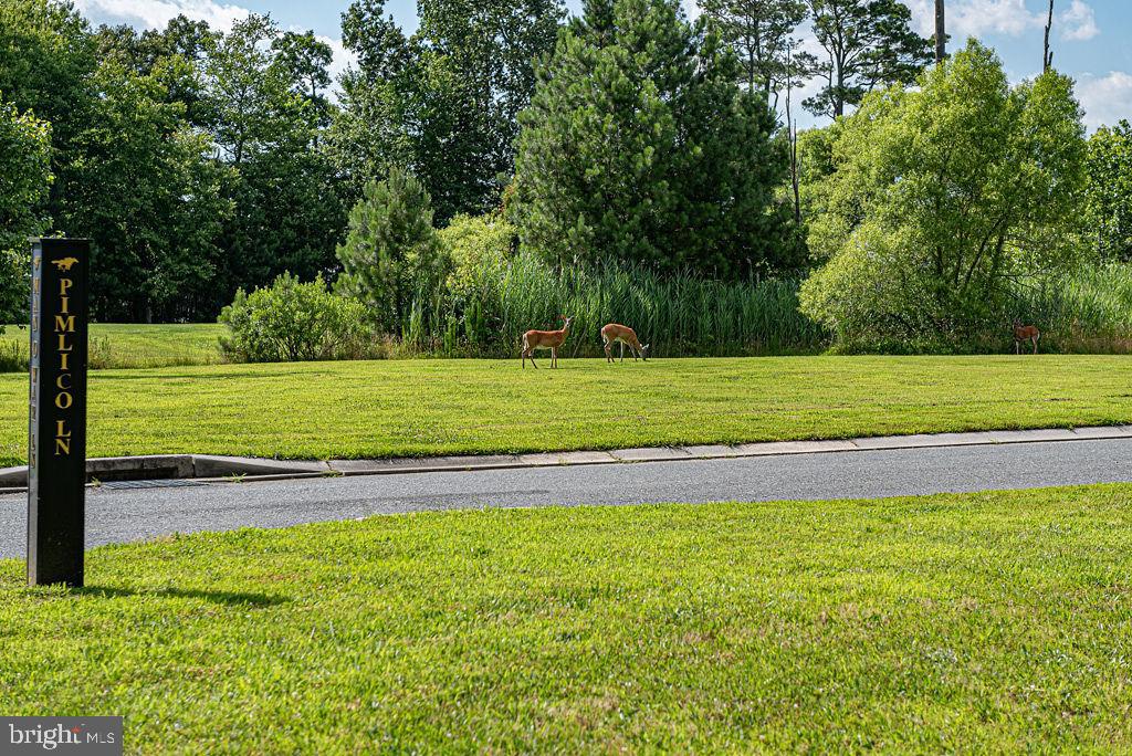 10214 Battle Colors Lane Berlin, MD 21811 - Photo 75 of 77 a view of a yard with a large trees