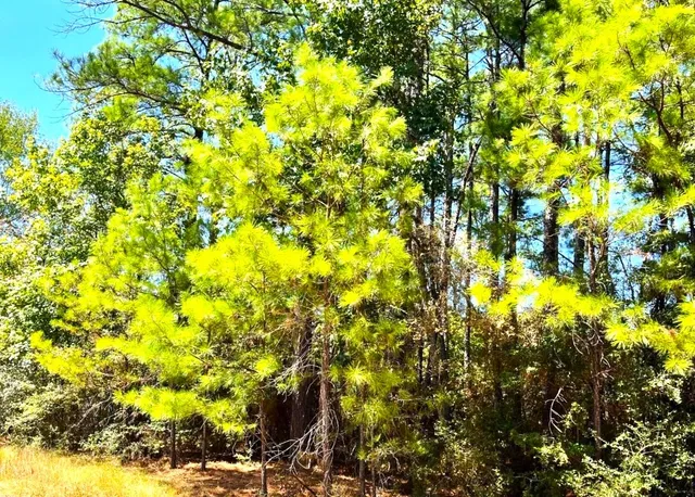 $17,000 | 5-lots 5-lots Hickory Ridge Drive, Trinity, TX 75862