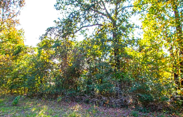 $17,000 | 5-lots 5-lots Hickory Ridge Drive, Trinity, TX 75862