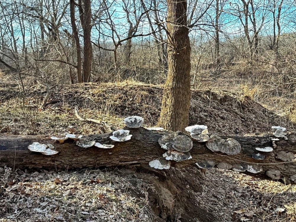 Tbd South 2925 Road El Dorado Springs, MO 64744 - Photo 42 of 48