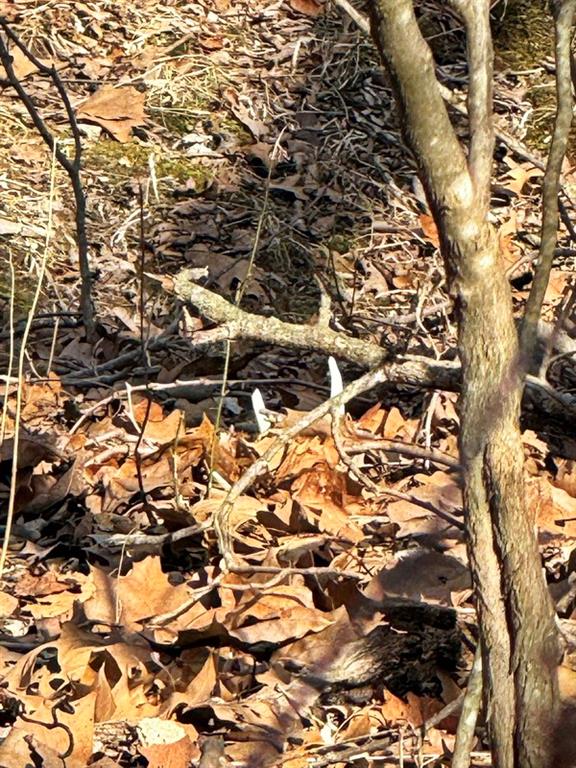 Tbd South 2925 Road El Dorado Springs, MO 64744 - Photo 46 of 48