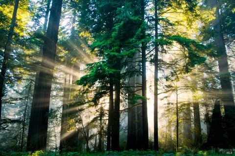 $1,266,000 | 390 Treehaven Lane, Kenwood, CA 95452