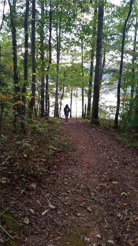 a view of a yard with plants and trees