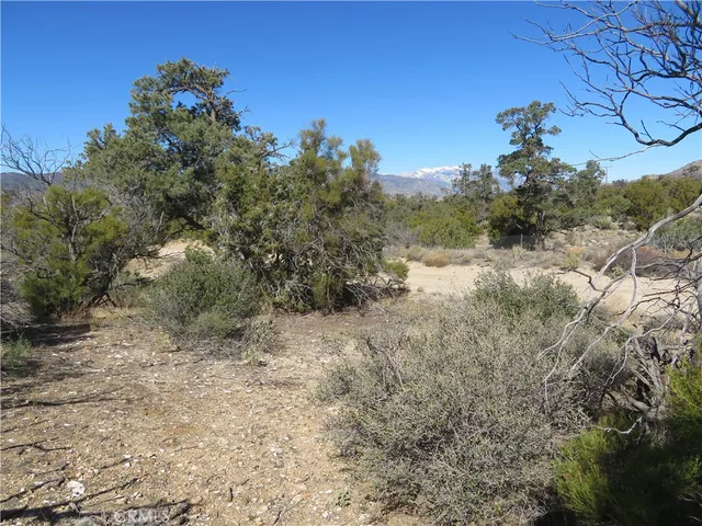 a view of a forest filled with trees