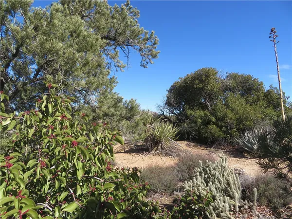 a view of a tree with a yard