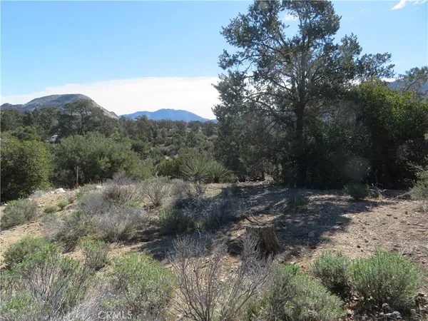 a view of a forest with a tree