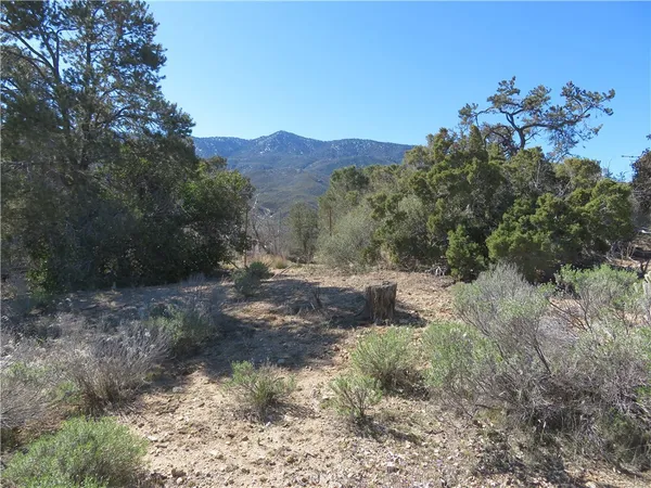 a view of a dry yard with trees